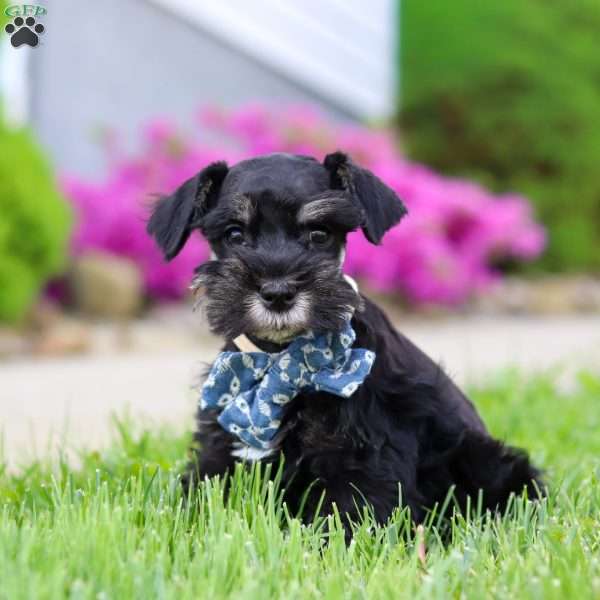 Teddy, Miniature Schnauzer Puppy